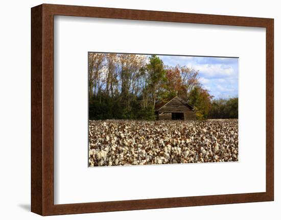 An Old Wooden Barn in a Cotton Field in South Georgia, USA-Joanne Wells-Framed Photographic Print