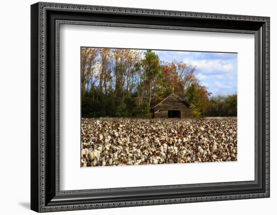 An Old Wooden Barn in a Cotton Field in South Georgia, USA-Joanne Wells-Framed Photographic Print