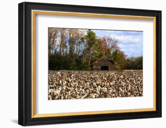 An Old Wooden Barn in a Cotton Field in South Georgia, USA-Joanne Wells-Framed Photographic Print