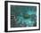 An Olenoides Trilobite Scurries across a Middle Cambrian Ocean Floor-Stocktrek Images-Framed Photographic Print