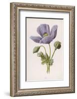An Opium Poppy-F. Edward Hulme-Framed Photographic Print