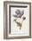 An Opium Poppy-F. Edward Hulme-Framed Photographic Print