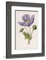An Opium Poppy-F. Edward Hulme-Framed Photographic Print