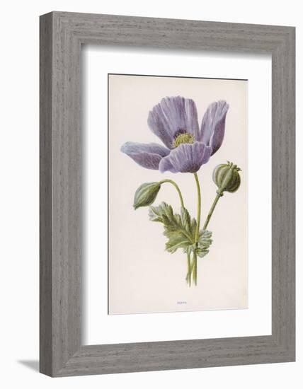 An Opium Poppy-F. Edward Hulme-Framed Photographic Print