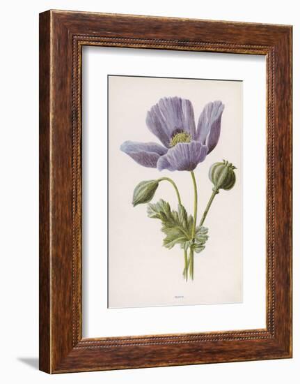 An Opium Poppy-F. Edward Hulme-Framed Photographic Print