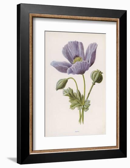 An Opium Poppy-F. Edward Hulme-Framed Photographic Print