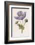 An Opium Poppy-F. Edward Hulme-Framed Photographic Print