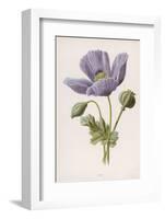 An Opium Poppy-F. Edward Hulme-Framed Photographic Print