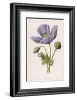 An Opium Poppy-F. Edward Hulme-Framed Photographic Print
