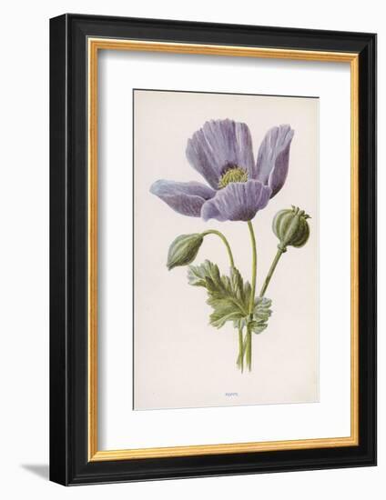 An Opium Poppy-F. Edward Hulme-Framed Photographic Print