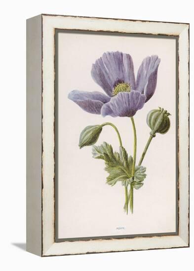 An Opium Poppy-F. Edward Hulme-Framed Premier Image Canvas