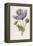 An Opium Poppy-F. Edward Hulme-Framed Premier Image Canvas