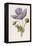 An Opium Poppy-F. Edward Hulme-Framed Premier Image Canvas