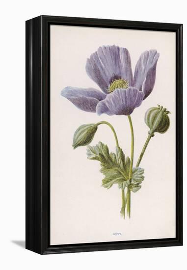 An Opium Poppy-F. Edward Hulme-Framed Premier Image Canvas