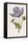 An Opium Poppy-F. Edward Hulme-Framed Premier Image Canvas