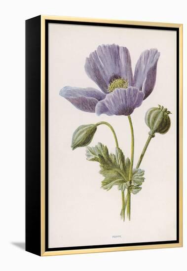 An Opium Poppy-F. Edward Hulme-Framed Premier Image Canvas