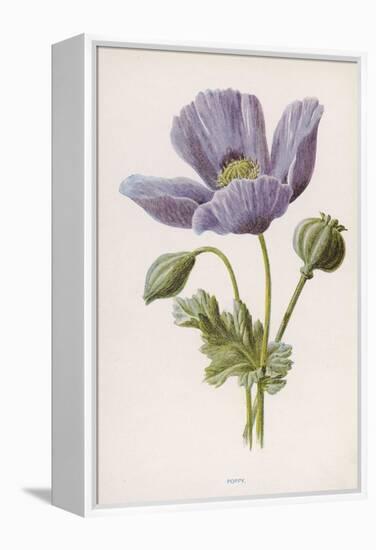 An Opium Poppy-F. Edward Hulme-Framed Premier Image Canvas