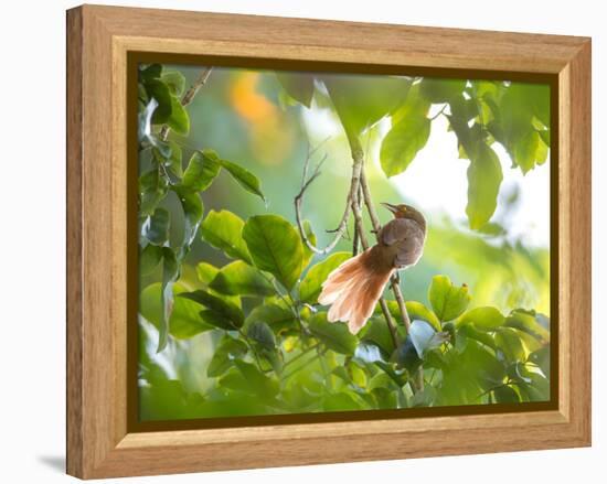 An Orange-Breasted Thornbird Perches on a Tree Branch in the Atlantic Rainforest-Alex Saberi-Framed Premier Image Canvas