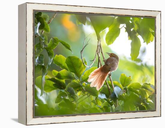 An Orange-Breasted Thornbird Perches on a Tree Branch in the Atlantic Rainforest-Alex Saberi-Framed Premier Image Canvas