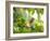 An Orange-Breasted Thornbird Perches on a Tree Branch in the Atlantic Rainforest-Alex Saberi-Framed Photographic Print