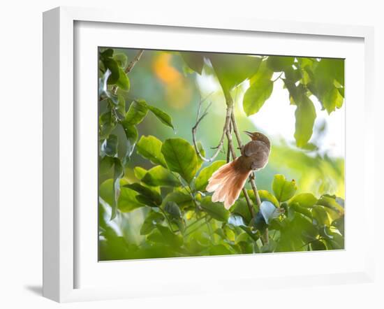 An Orange-Breasted Thornbird Perches on a Tree Branch in the Atlantic Rainforest-Alex Saberi-Framed Photographic Print