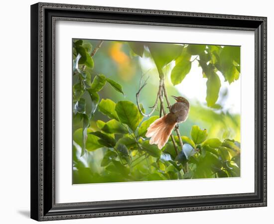 An Orange-Breasted Thornbird Perches on a Tree Branch in the Atlantic Rainforest-Alex Saberi-Framed Photographic Print