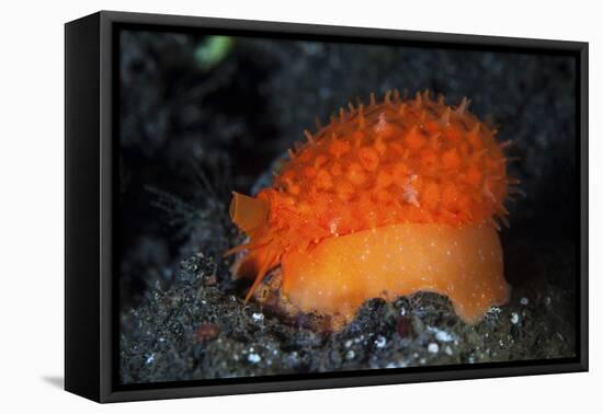 An Orange Sieve Cowry Crawling across Black Sand-Stocktrek Images-Framed Premier Image Canvas