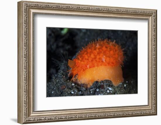 An Orange Sieve Cowry Crawling across Black Sand-Stocktrek Images-Framed Photographic Print