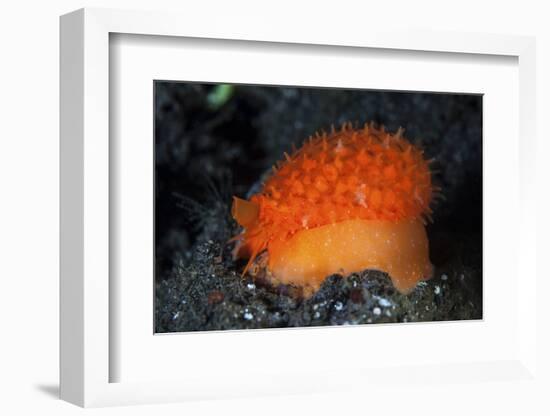 An Orange Sieve Cowry Crawling across Black Sand-Stocktrek Images-Framed Photographic Print