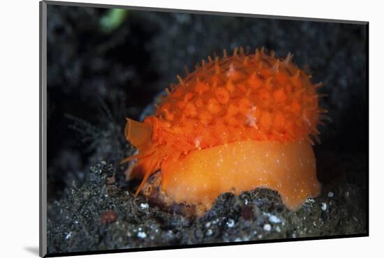 An Orange Sieve Cowry Crawling across Black Sand-Stocktrek Images-Mounted Photographic Print