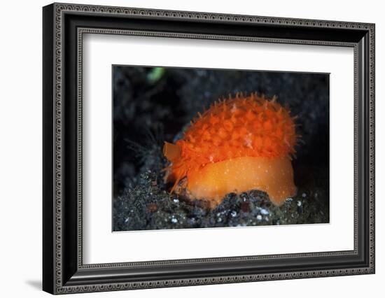 An Orange Sieve Cowry Crawling across Black Sand-Stocktrek Images-Framed Photographic Print