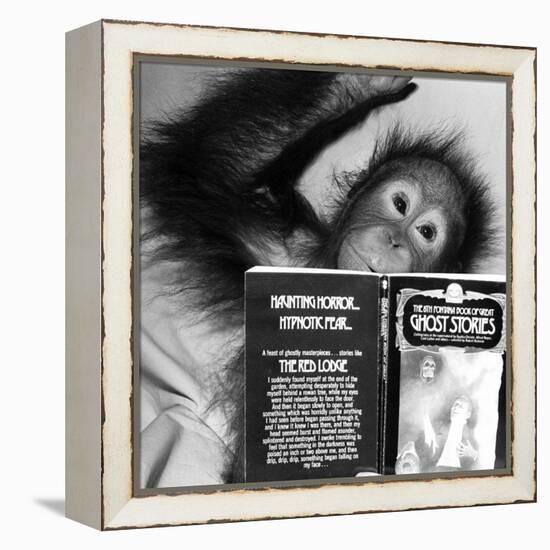 An Orangutan reading ghost stories-Staff-Framed Premier Image Canvas