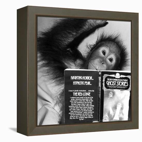 An Orangutan reading ghost stories-Staff-Framed Premier Image Canvas