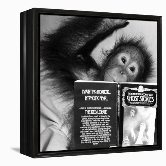 An Orangutan reading ghost stories-Staff-Framed Premier Image Canvas