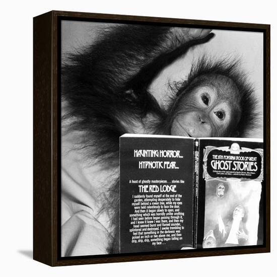 An Orangutan reading ghost stories-Staff-Framed Premier Image Canvas