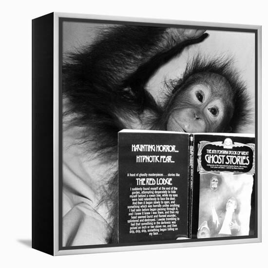 An Orangutan reading ghost stories-Staff-Framed Premier Image Canvas