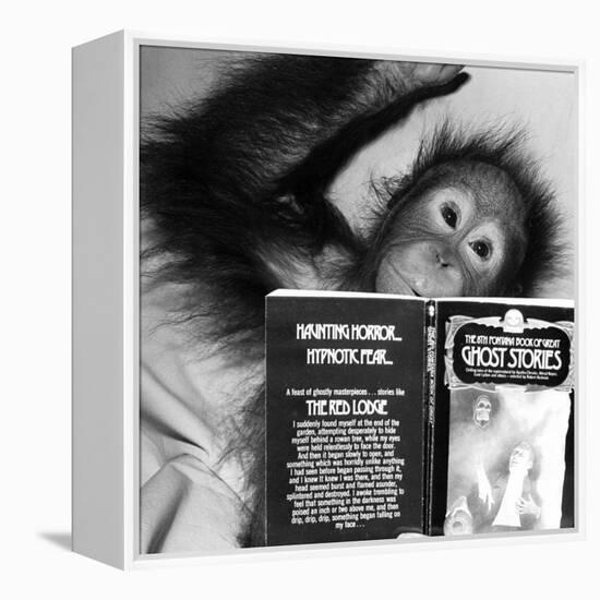 An Orangutan reading ghost stories-Staff-Framed Premier Image Canvas