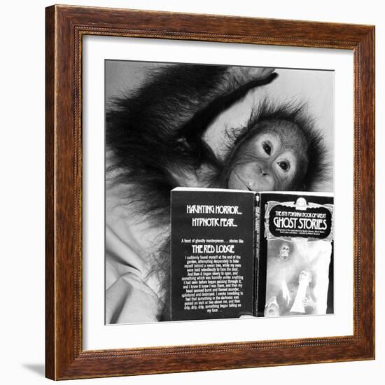 An Orangutan reading ghost stories-Staff-Framed Photographic Print