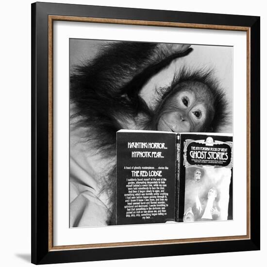 An Orangutan reading ghost stories-Staff-Framed Photographic Print