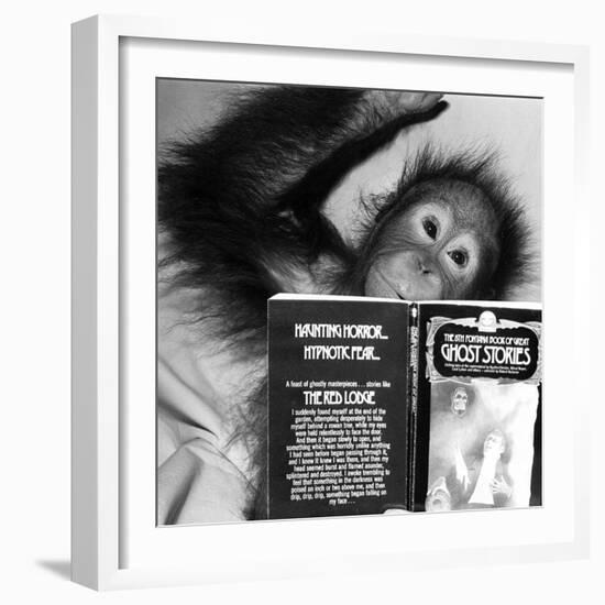 An Orangutan reading ghost stories-Staff-Framed Photographic Print