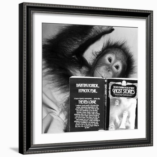 An Orangutan reading ghost stories-Staff-Framed Photographic Print