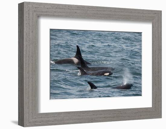 An orca family swimming along Icy Strait, Alaska.-Betty Sederquist-Framed Photographic Print