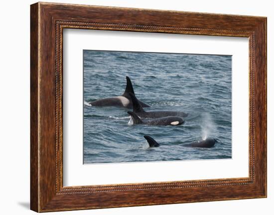 An orca family swimming along Icy Strait, Alaska.-Betty Sederquist-Framed Photographic Print
