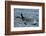 An orca family swimming along Icy Strait, Alaska.-Betty Sederquist-Framed Photographic Print