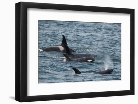 An orca family swimming along Icy Strait, Alaska.-Betty Sederquist-Framed Photographic Print