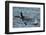 An orca family swimming along Icy Strait, Alaska.-Betty Sederquist-Framed Photographic Print
