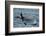 An orca family swimming along Icy Strait, Alaska.-Betty Sederquist-Framed Photographic Print