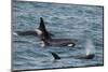 An orca family swimming along Icy Strait, Alaska.-Betty Sederquist-Mounted Photographic Print