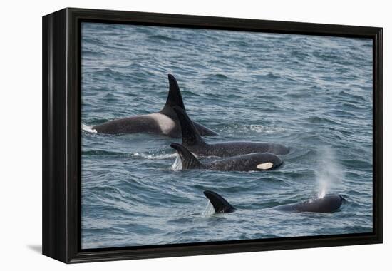 An orca family swimming along Icy Strait, Alaska.-Betty Sederquist-Framed Premier Image Canvas