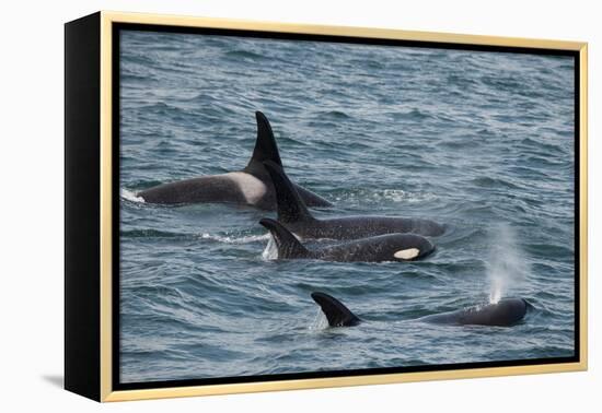 An orca family swimming along Icy Strait, Alaska.-Betty Sederquist-Framed Premier Image Canvas